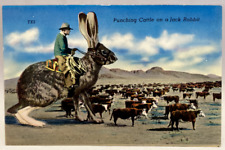 Punching Cattle on a Jack Rabbit, Vintage Exaggeration Postcard picture