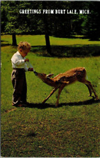 Vintage Boy Feeding Deer Chow Time Greetings from Burt Lake, Michigan Postcard picture