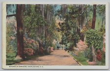 Antique Postcard - Magnolia Gardens - Charleston South Carolina picture