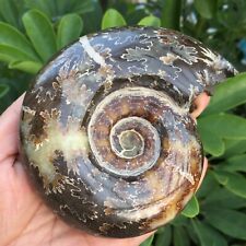 545g  Natural Ammonite Fossil Conch Crystal Specimen Healing 820 picture
