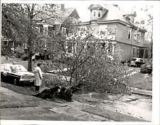 LD311 1967 Orig Ollie Noonan Photo BOSTON GREAT MAY STORM OF 1967 TOPPLES TREE picture