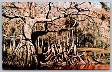Florida Lake Okeechobee Palmdale Cypress Swamp Tom Gaskins Knee Museum Postcard picture