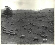 1960 Press Photo Animals Grazing Sheep - spa24957 picture
