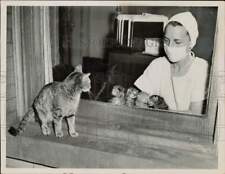 1950 Press Photo Cat looking at her newborn kittens, with nurse, through window picture
