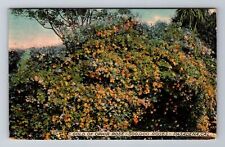 Pasadena CA-California, Gold Of Ophir Rose, Antique, Vintage c1915 Postcard picture