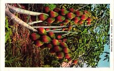 Vintage Postcard- Giant Papaya, FL picture
