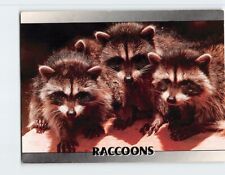 Postcard The Racoons picture