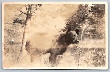 RPPC Canadian Bear along the Pacific railroad real photo Postcard picture