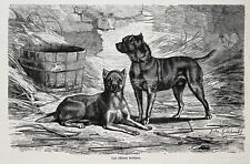 Dog Manchester Terrier Pair, Early View of Breed, 1870s Antique Engraving Print picture