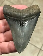 PHENOMENALLY KILLER - “COLLECTOR QUALITY” - 3.4” Megalodon Shark Tooth Fossil picture