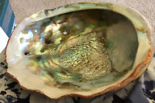 Larger Natural Red Abalone Shell-7 1/2” x 6”- Lots Of Color picture