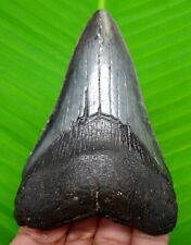 MEGALODON SHARK TOOTH - 3.39 INCHES - SHARK TEETH FOSSIL - NO REPAIR - MEGLADONE picture