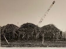 Early Hawaii Territory HT TH Machine Loading Sugar Cane Field Photograph picture