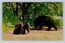 Baxter State Park ME-Maine, Mother Bear & Cubs Vintage Postcard picture