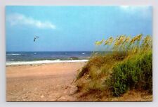 Outer Banks North Carolina Vintage Postcard Ocean view Sea Oats Scenic Unposted picture
