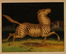 Zebra Stampede, Night Scene, 1860s Antique Color Print picture