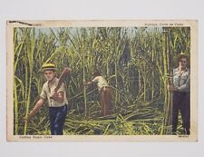 Havana Cuba | Cutting Sugar Cane | Postmarked 1951 | Vintage Postcard picture
