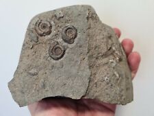 Genuine Whitby Yorkshire Jurassic Triple Dactylioceras Gracile Fossil picture