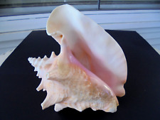 Large 8” x 8” Queen Horned Conch Shell Seashell Nautical Sea Beach Theme Decor picture