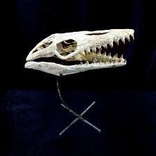 Awesome Mosasaur SKULL Fossil  mosasaurus Cretaceous period dinosaur bones 16 in picture