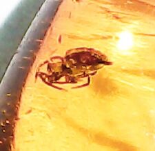 Baltic Amber Spider Prehistoric Insect Inclusion & 4x Magnifying Case picture