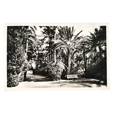 Landon Garden Biskra Algeria RPPC Postcard 1950s Constantine Cancel Photo C3422 picture