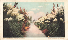 Postcard Pampas Grass Walk California CA UDB 1906 picture