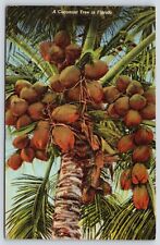Vintage Postcard A Cocoanut Tree in Florida picture