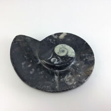 MeldedMind Orthoceras Fossil Incense Holder 4.38in Natural Black Stone 058 picture