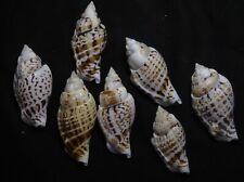 edspal shells-  Strombus gibberulus gibbosus  39mm-50mm F+++ set  7pcs seashells picture