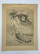 Antique 1928 Sensory Nerve Supply of Mandible Dental Adverising Chart Poster picture