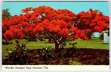 Florida Beautiful Royal Poinciana Tree Vintage Postcard ST9 picture