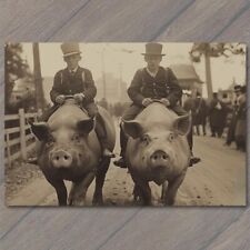 POSTCARD Pig Riding Men Top Hat Old School Vibe Weird Strange Funny Race Swine picture