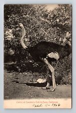 CA-California, Ostrich At Cawston's Ostrich Farm, Antique, Vintage Postcard picture