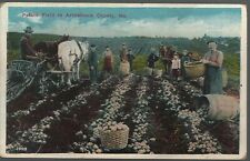 Aroostook County Maine Postcard Potato Field Harvesting picture