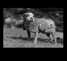 US Army Mascot Dog Stubby PHOTO Hero Sgt Stubby in Uniform, Bulldog WWI 1918 picture