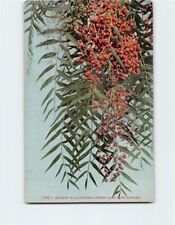 Postcard Branch of California Pepper Tree with Berries picture