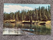 Trumpeter Swans on Yellowstone River Vintage Postcard picture