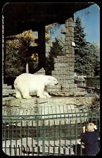 Postcard Chrome Polar Bears in City Park Zoo Denver Colorado picture