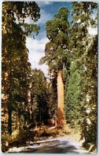Postcard - California Tree,  Sequoia National Park, USA picture