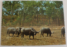 Water Buffalos in Nothern Territory of Australia - Vintage Postcard picture