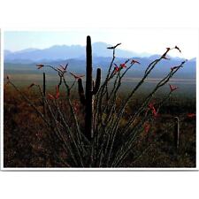 Postcard Arizona Ocotillo Cacti Red Flowers appear in April Cactus 1981 picture