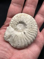 Texas Cretaceous Fossil 2.5” Mortoniceras Ammonite, Nice Johnson County picture