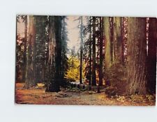 Postcard Fall Leaves in the Redwoods California USA picture