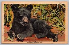 Western Washington Bear Black Cub Curt Teich Linen Postcard UNP VTG Unused picture