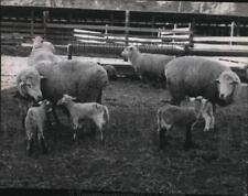 1964 Press Photo Sheep - spa24531 picture