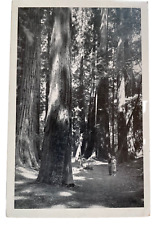 1940-50s RPPC Muir Woods, San Francisco, CA California picture