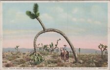 Yucca Tree Mohave Desert Near Barstow, California CA c1920s Postcard UNP 6915b picture