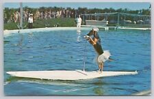 Postcard Trained Dog Rides Surfboard Pulled By Porpoise At Marine Studios FL picture