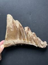 1000g huge Ice Age large mammal tooth specimen Pleistocene picture